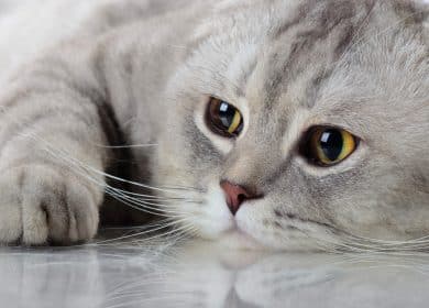 Wallpaper d'un beau chat scottish fold gris pale