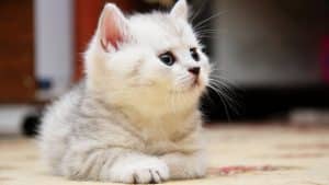 Joli chaton blanc de profil