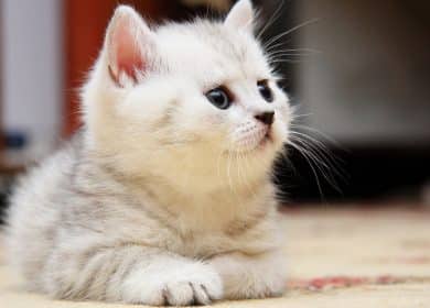 Joli chaton blanc de profil