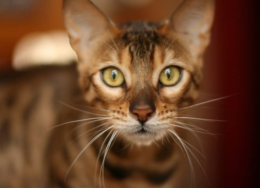 Chat de bengal