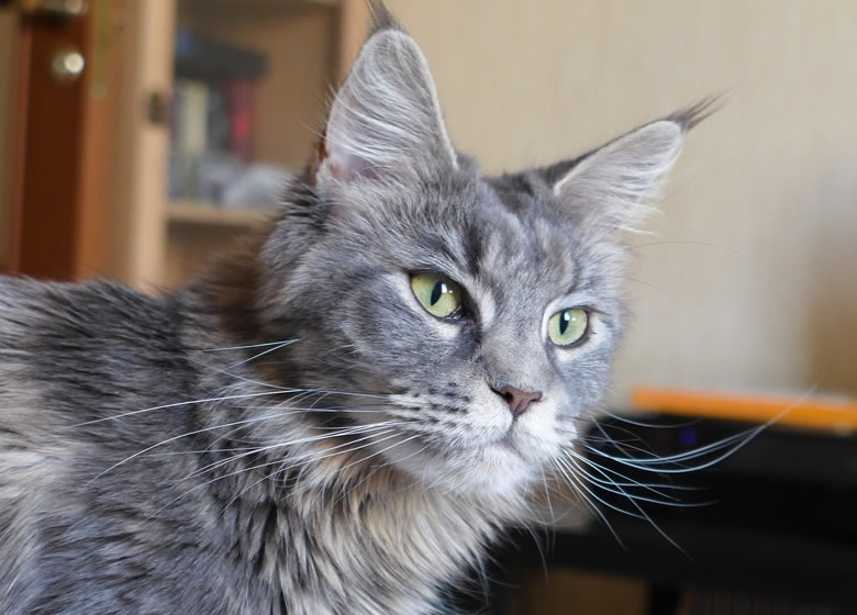 Beau Maine Coon gris