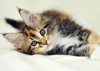 Tout savoir sur le chat Maine Coon