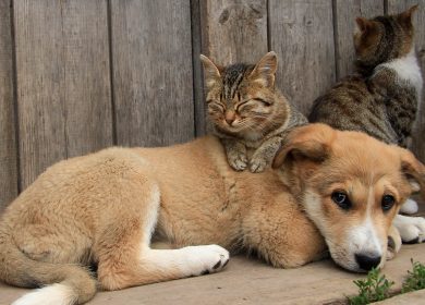 Fond d'écran d'un chien avec 2 chats à l'extérieur près d'une grange