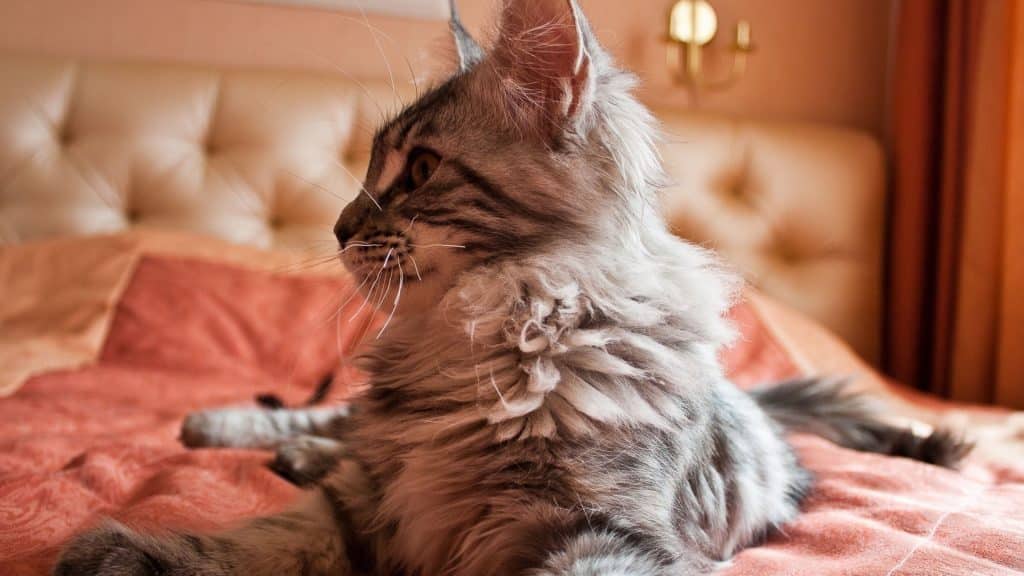 Fond d'écran d'un superbe chat sibérien brun sur un lit