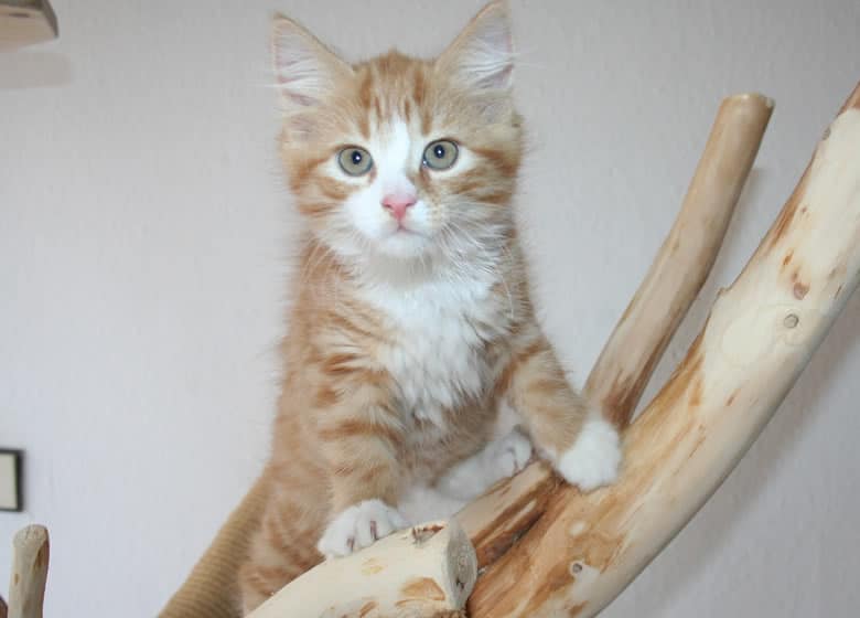 Jolie chaton maine coon caramel sur un arbre