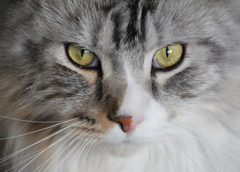 Les beaux yeux d'un Maine Coon