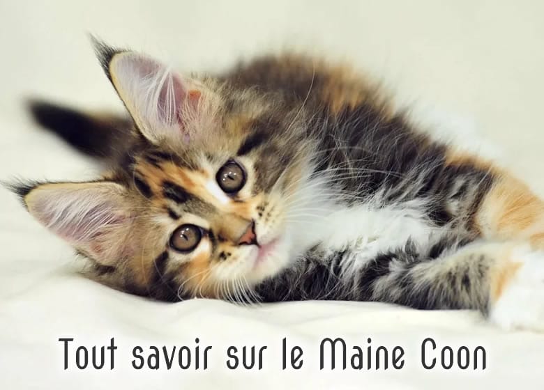 Tout savoir sur le chat Maine Coon