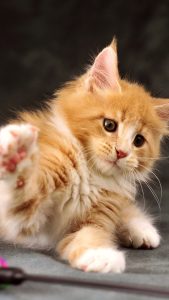 Papier peint de bureau d'un jolie chat Maine Coon caramel et blanc