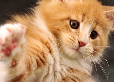 Papier peint de bureau d'un jolie chat Maine Coon caramel et blanc