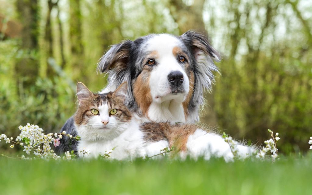 Fond d'écran d'un superbe chien Berger australien avec un joli chat