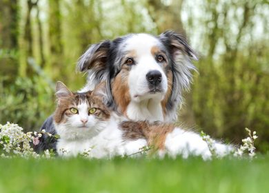 Fond d'écran d'un superbe chien Berger australien avec un joli chat