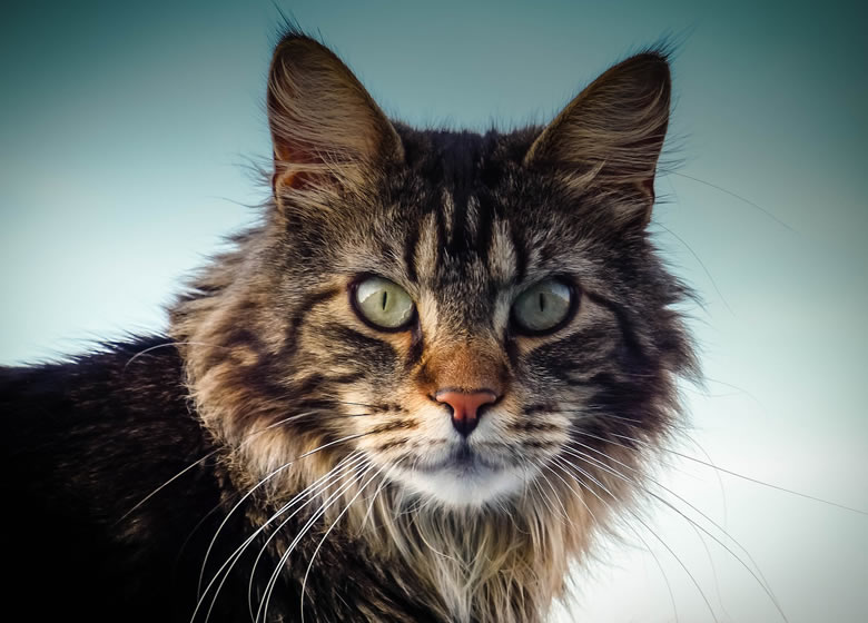 Superbe Maine Coon Tabby