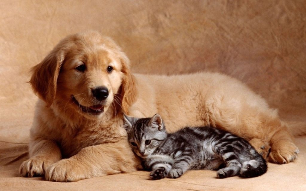 Un adorable chiot Golden Retriever couché avec un mignon chaton gris