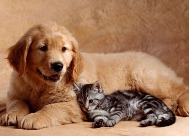 Un adorable chiot Golden Retriever couché avec un mignon chaton gris