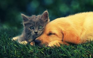 Fond d'écran d'un beau chaton gris collé sur un chiot endormi