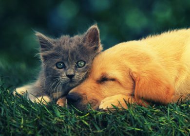 Fond d'écran d'un beau chaton gris collé sur un chiot endormi