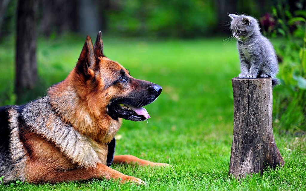 Fond D Ecran Gratuit Un Beau Chien Berger Allemand Qui Fixe Un Chaton Gris Sur Un Tronc D Arbre Monchat Ca