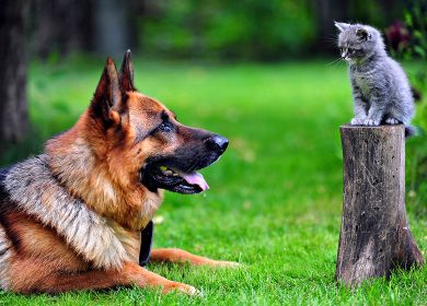 Fond d'écran d'un beau chien Berger Allemand qui fixe un chaton gris sur un tronc d'arbre