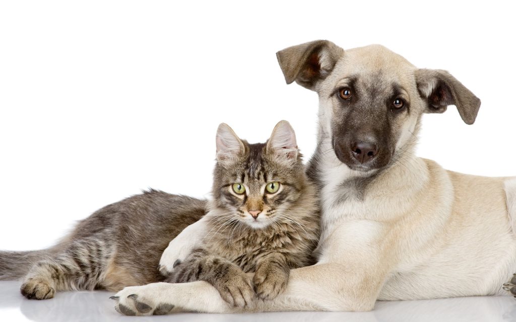 Fond d'écran d'un chien qui enlace un beau chat sur fond blanc