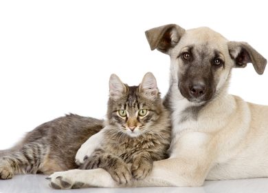 Fond d'écran d'un chien qui enlace un beau chat sur fond blanc