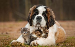 Fond d'écran d'un chien Saint-Bernard avec 3 jolis chatons