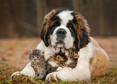 Fond d'écran d'un chien Saint-Bernard avec 3 jolis chatons