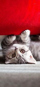 Adorable chaton gris sous un sofa rouge