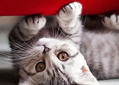 Adorable chaton gris sous un sofa rouge