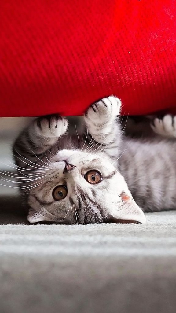 Adorable chaton gris sous un sofa rouge