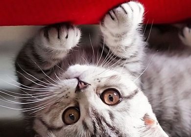 Adorable chaton gris sous un sofa rouge