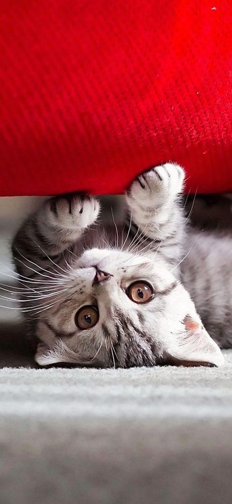 Adorable chaton gris sous un sofa rouge
