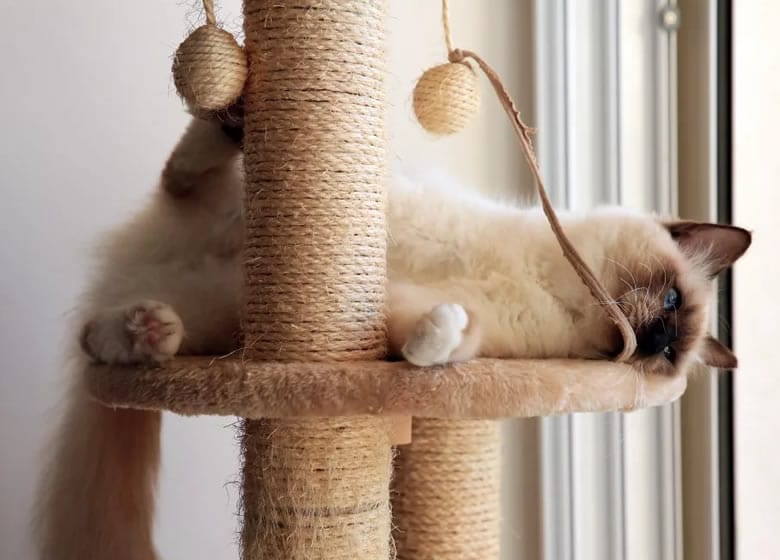 Beau chat Birman sur un arbre à chat