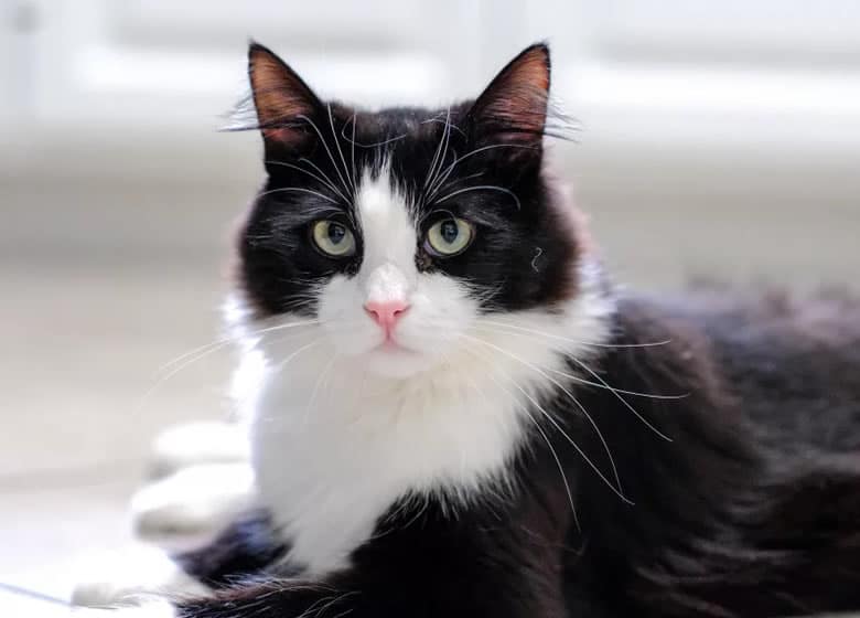 Chat tuxedo: noir et blanc