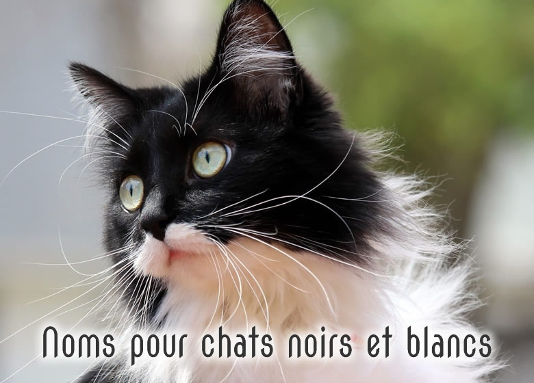 Noms De Chats Noirs Et Blancs Pour Femelles Et Males Monchat Ca