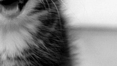 Fond d'écran d'un chaton noir et blanc qui semble faire un clin d'oeil