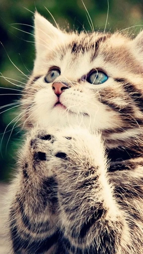 Fond d'écran d'un adorable petit chaton en position de prière