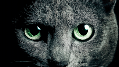 Fond d'écran d'un beau chat Russian Blue sur un fond noir