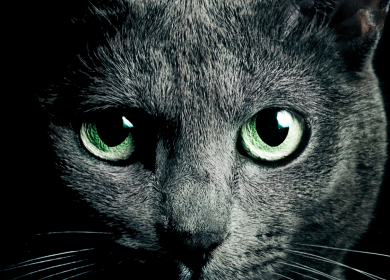 Fond d'écran d'un beau chat Russian Blue sur un fond noir