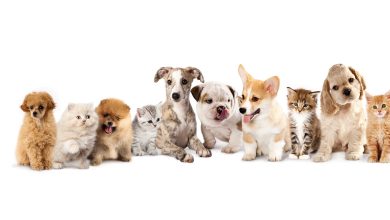 Fond d'écran blanc avec plusieurs chats et chiens adorables