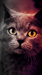 Fond d'écran coloré avec un beau chat gris