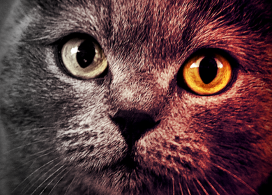 Fond d'écran coloré avec un beau chat gris