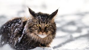 Fond d'écran d'un imposant Maine Coon dans la neige