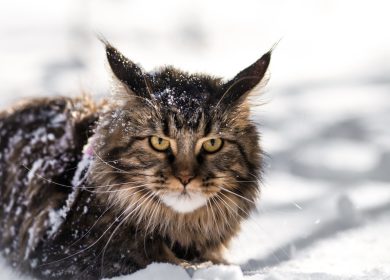 Fond d'écran d'un imposant Maine Coon dans la neige