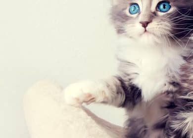 Fond d'écran Iphone avec un beau chaton Maine Coon aux yeux bleus