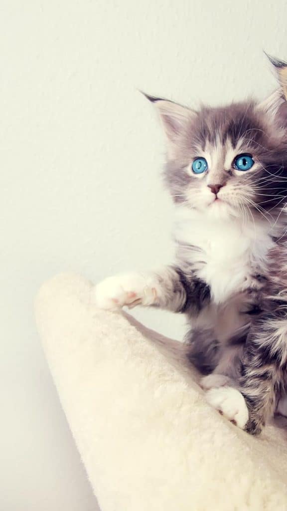 Fond d'écran Iphone avec un beau chaton Maine Coon aux yeux bleus