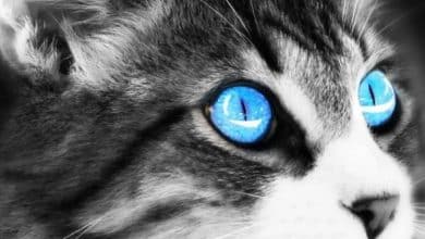 Fond d'écran d'un chat gris et blanc avec de beaux yeux bleus