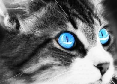 Fond d'écran d'un chat gris et blanc avec de beaux yeux bleus