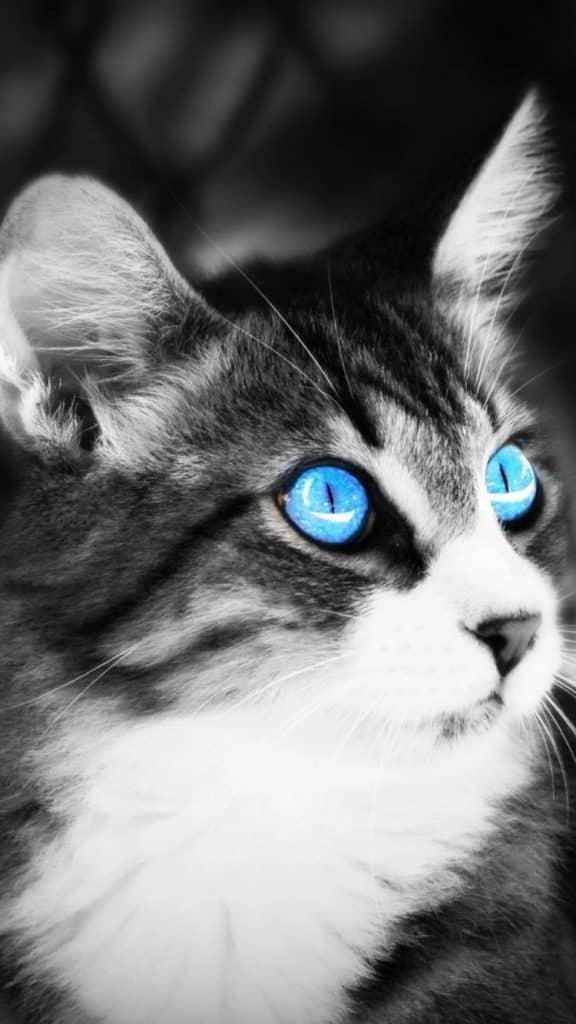 Fond d'écran d'un chat gris et blanc avec de beaux yeux bleus