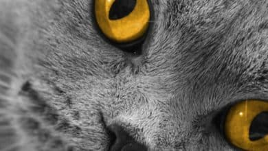 Fond d'écran d'un superbe chat Scottish Fold gris aux yeux jaunes