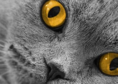 Fond d'écran d'un superbe chat Scottish Fold gris aux yeux jaunes